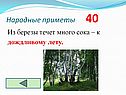Из березы течет много сока – к дождливому лету