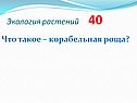Что такое – корабельная роща