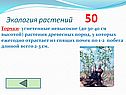 Торчки- угнетенные невысокие (до 30-40 см высотой) растения древесных пород, у которых ежегодно отрастает из спящих почек по 1-2 побега длиной всего 2-3 см