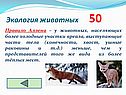У животных, населяющих более холодные участки ареала, выступающие части тела (конечности, хвост, ушные раковины и т.д.) меньше, чем у представителей того же вида из более тёплых мест