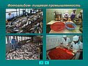 Фотоальбом- пищевая промышленность