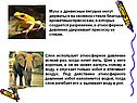 Мухи и древесные лягушки могут держаться на оконном стекле благодаря
