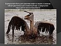 В результате большего разлива нефти в морях и океанах гибнет