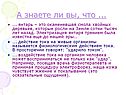 Янтарь – это окаменевшая смола хвойных деревьев