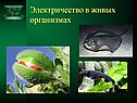 Электричество в живых организмах