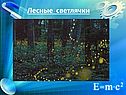 Лесные светлячки