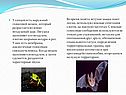 Во время полёта летучие мыши поют песни