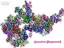 Lysozime