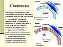 Световоды