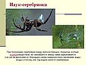 Паук-серебрянка