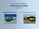 Самыми известными электрическими рыбами являются