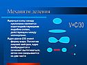 Механизм деления