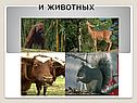 И животных