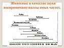 Животные в качестве звука воспринимают волны иных частот