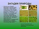 Загадки природы