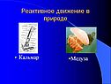 Кальмар