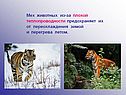 Мех животных