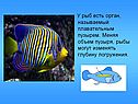 Орган, называемый плавательным пузырем