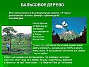 Бальсовое дерево