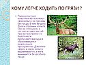 Кому легче ходить по грязи