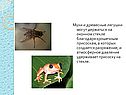 Мухи и древесные лягушки могут держаться на оконном стекле
