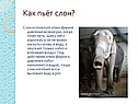 Как пьёт слон