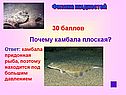 Почему камбала плоская