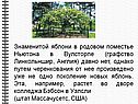 Поколение новых яблонь