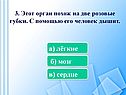 Орган похож на две розовые губки