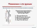 Позвоночник и его функции