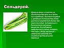 Сельдерей