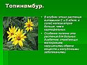 Топинамбур