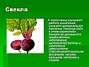 Свекла
