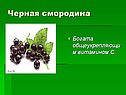 Черная смородина