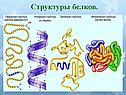 Структуры белков