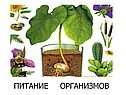 Питание организмов