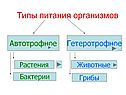 Типы питания организмов
