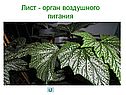 Лист
