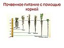 Почвенное питание
