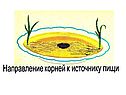Направление корней