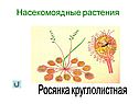 Насекомоядные растения