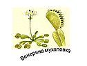 Венерина мухоловка
