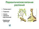 Паразитическое питание растений