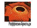 Раффлезия Арнольди