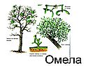 Омела
