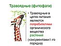 Фитофаги