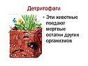 Детритофаги
