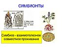 Симбионты