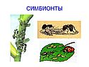Симбионты