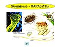 Паразиты